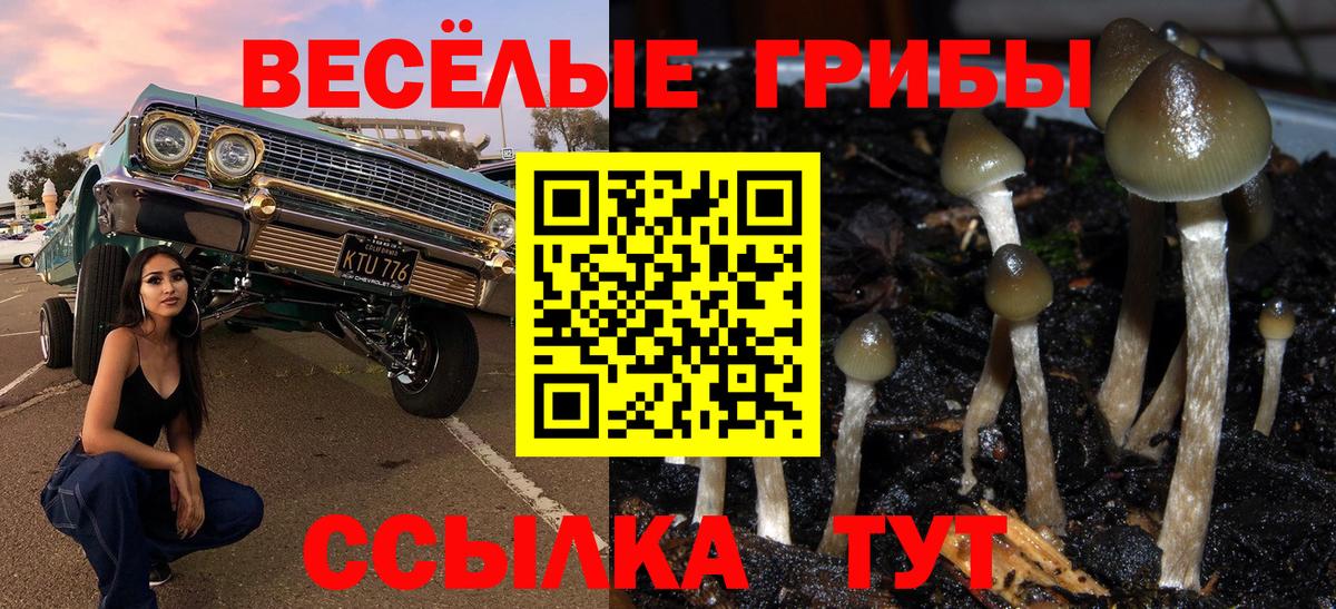 Корсаков  Псилоцибиновые грибы Cubensis  Вход с VPN  Псилоцибиновые грибы прущие грибы 